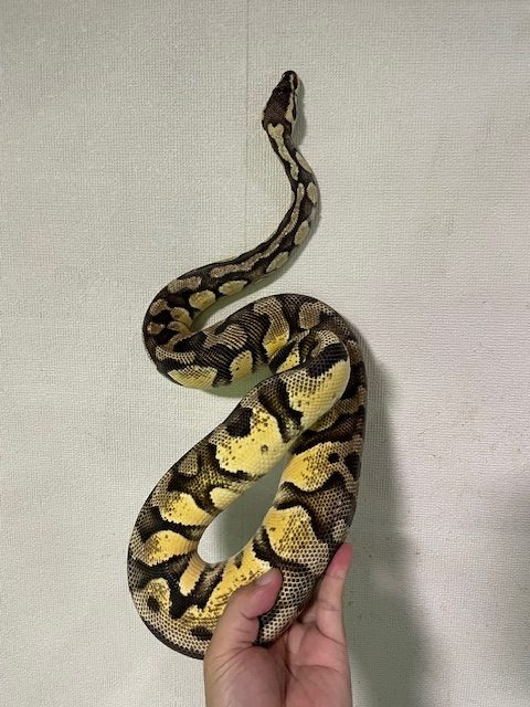 ボールパイソン　パステルエンチYB　メス